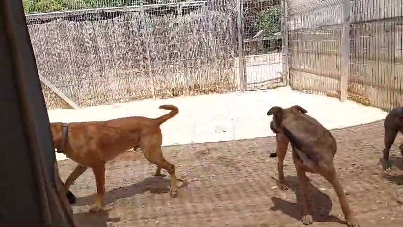 סלומונוביץ עמית מאלף כלבים